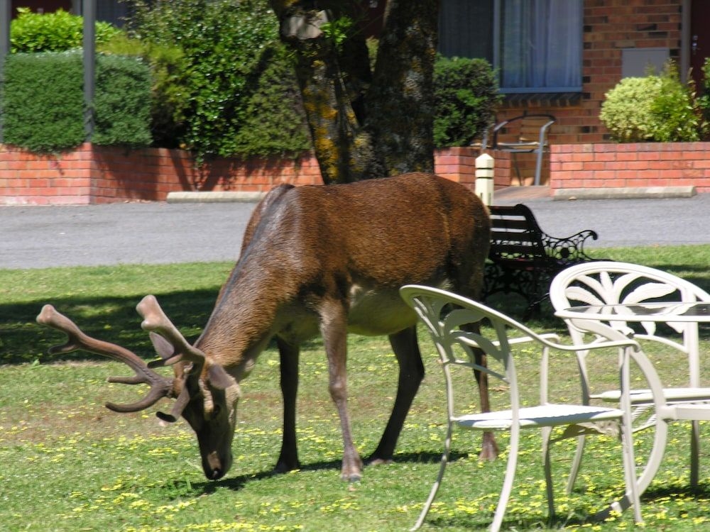 Grampians Motel2