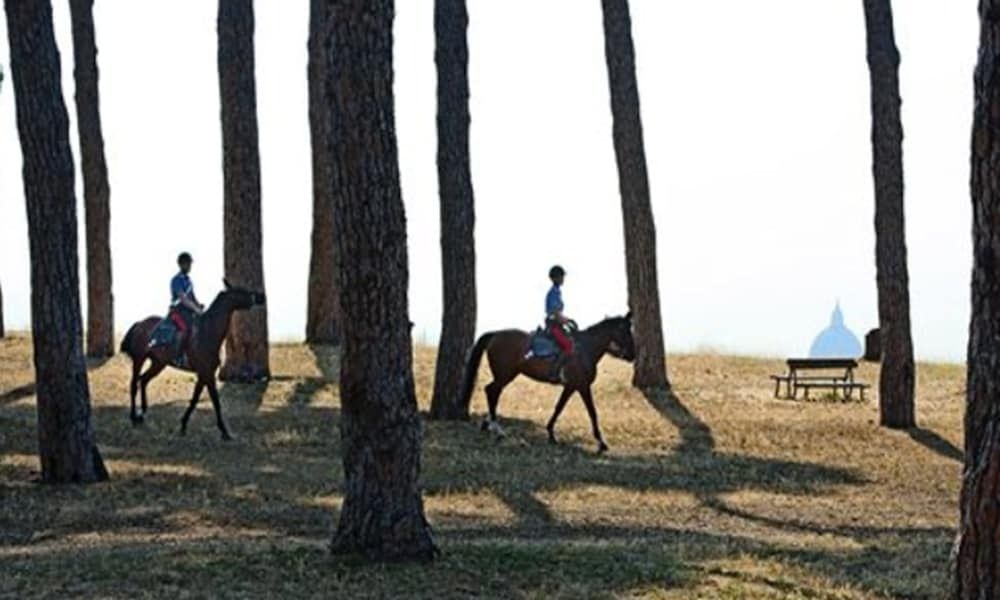 Pinewood2