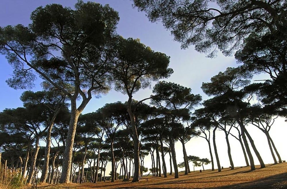 Pinewood3