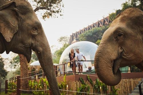 อนันตรา สามเหลี่ยมทองคำ แคมป์ช้างแอนด์รีสอร์ต (Anantara Golden Triangle Elephant Camp & Resort)3