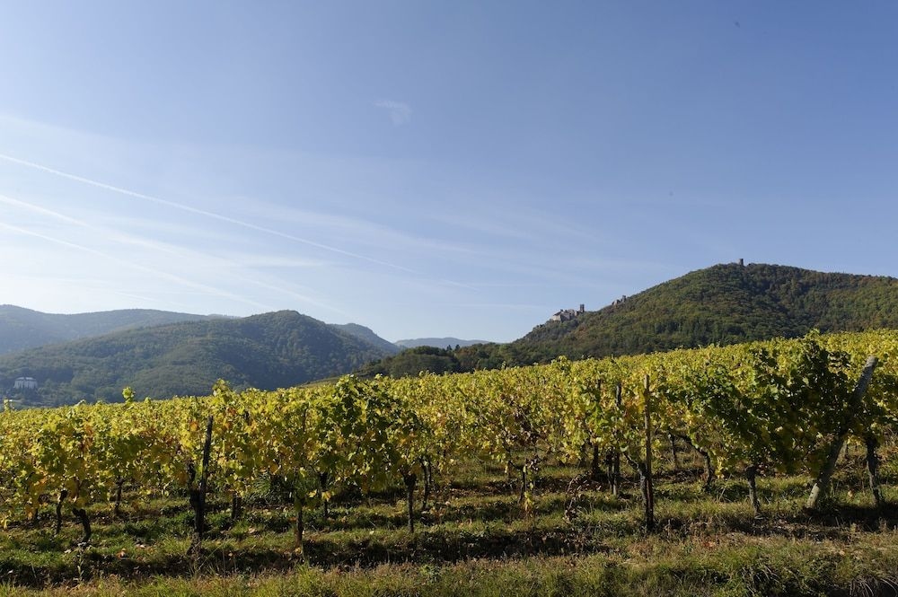 Le Clos Saint Vincent1