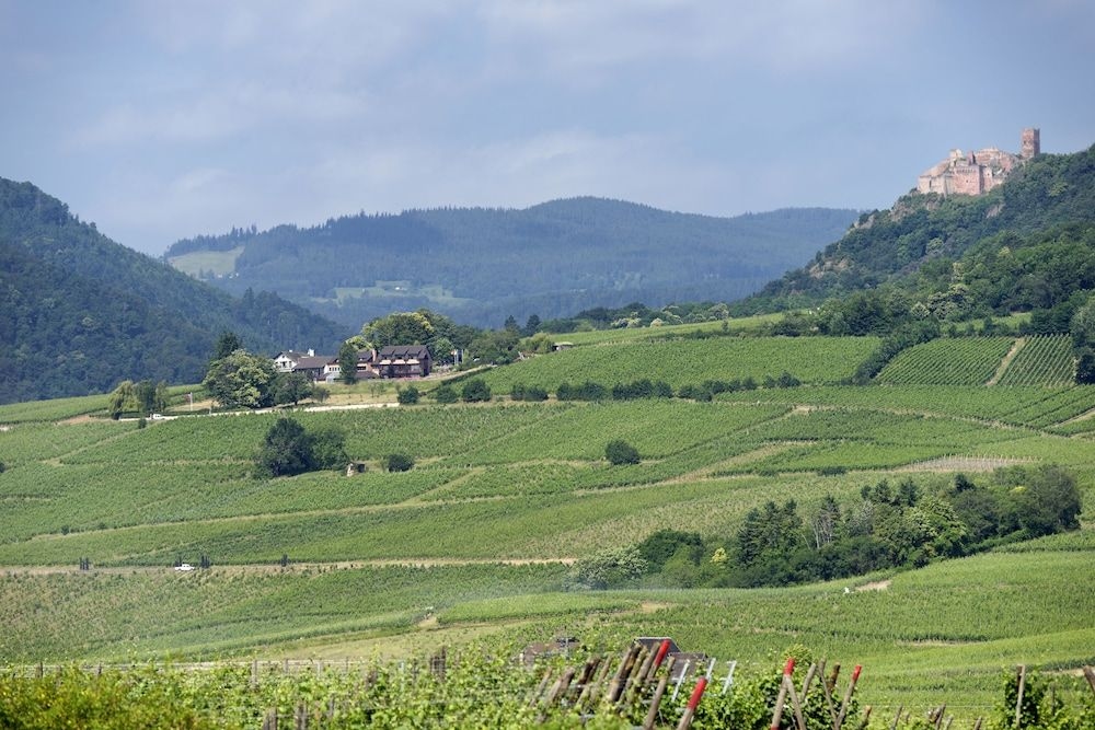 Le Clos Saint Vincent2