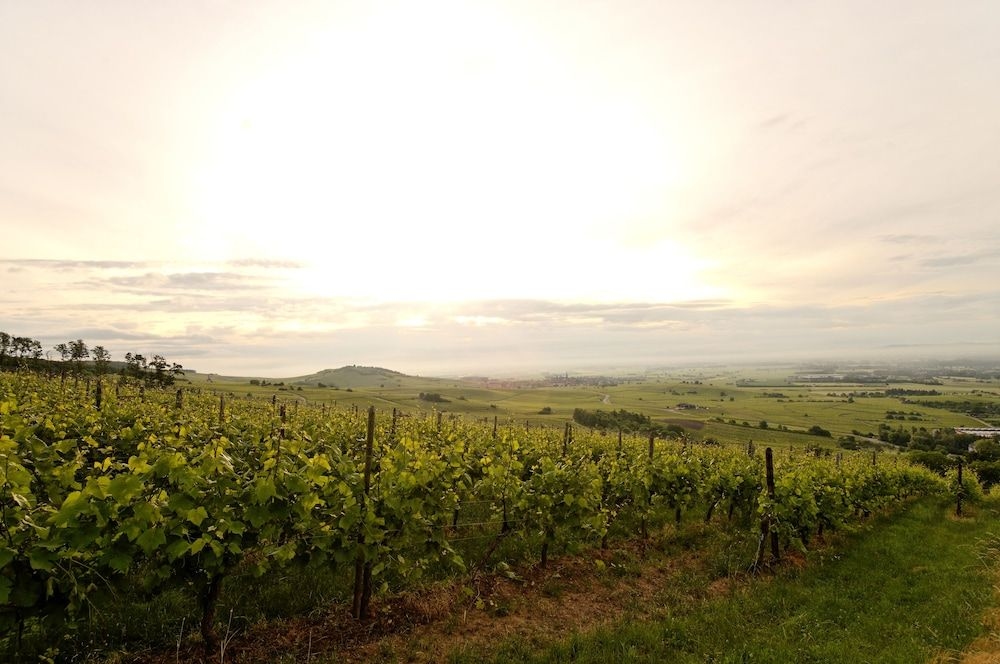 Le Clos Saint Vincent0
