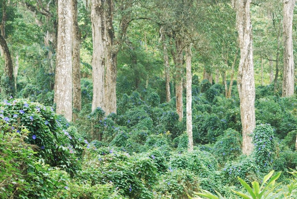 Green Spaces Munnar4