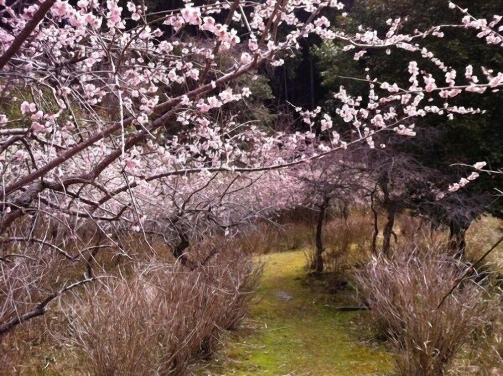 Hinotanionsen Misugi Resort3