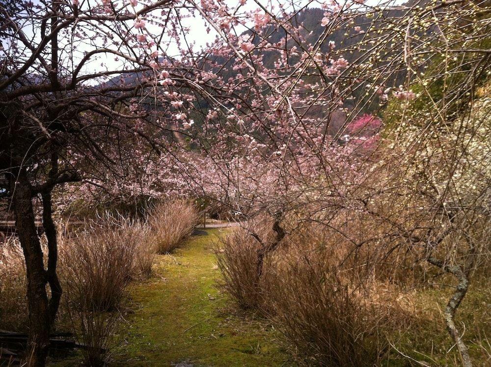 Hinotanionsen Misugi Resort4