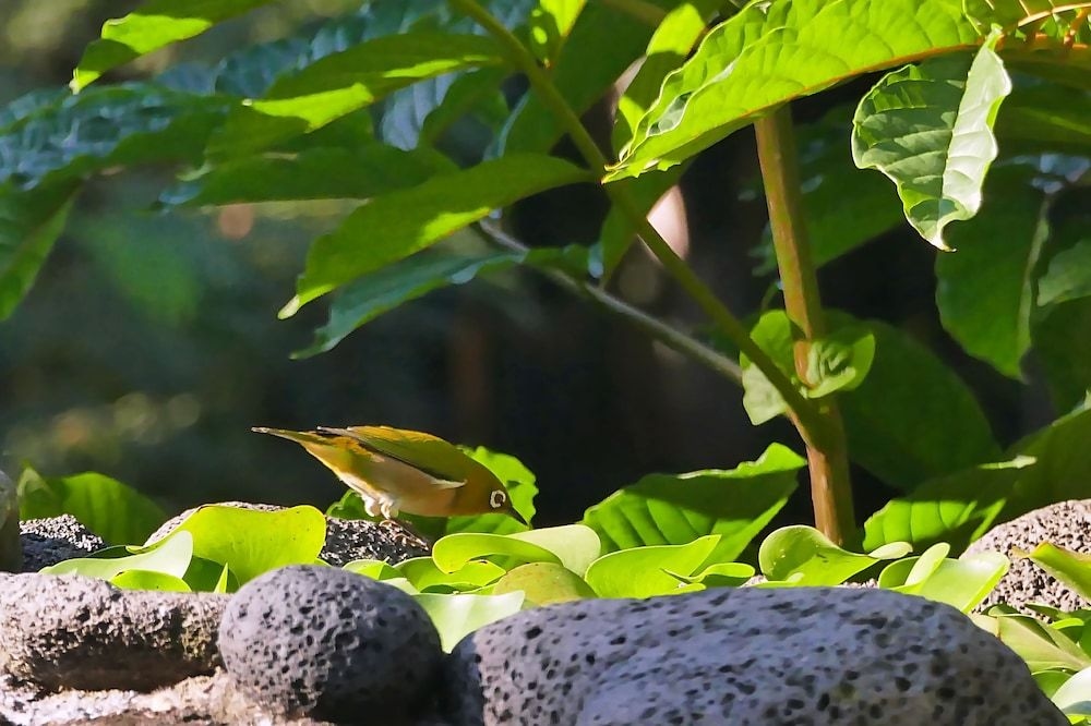 Hale Maluhia Country Inn Kona1