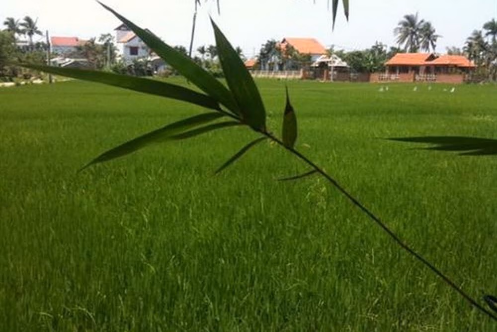 Rock Villa Hoi An4