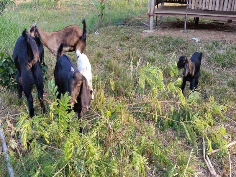 บ้านอีโคฟาร์ม (Our ECO Farm)2