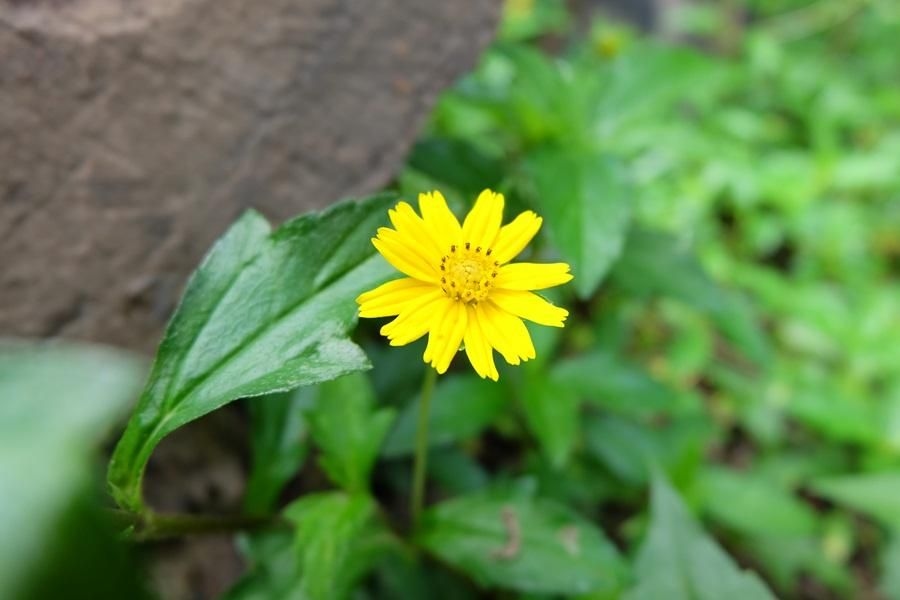 ไม้ใหญ่ รีสอร์ต (Maiyai Resort - Big Tree)4