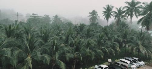 โรงแรมเดอะ โคโคนัท (The Coconut Hotel)4