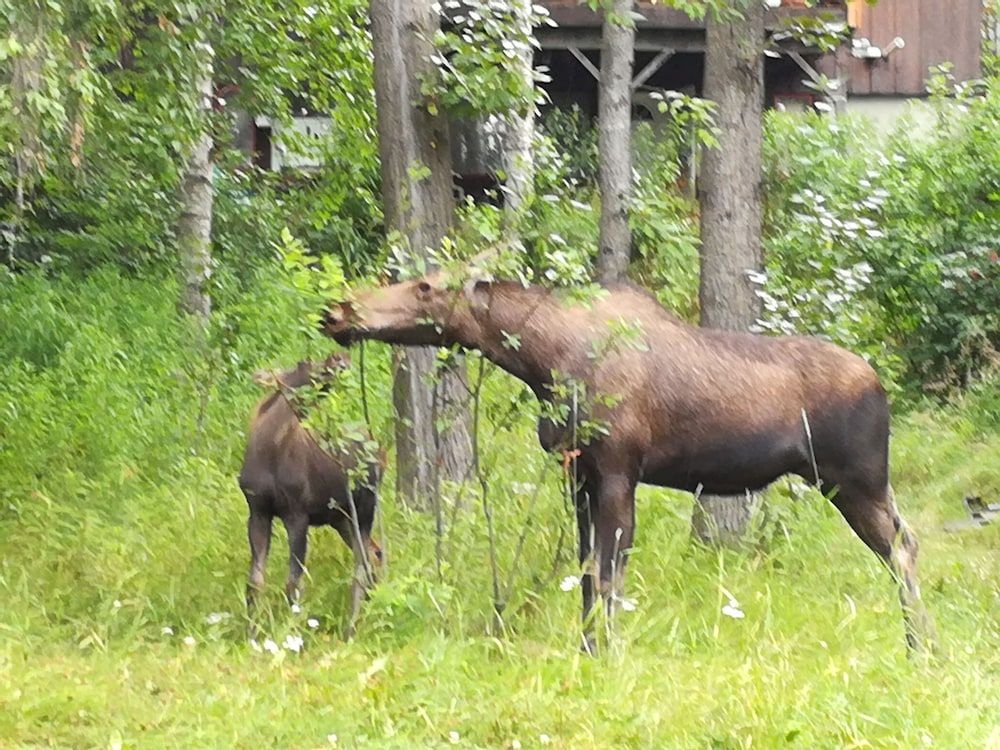 Anchorage Walkabout Town Bed and Breakfast0