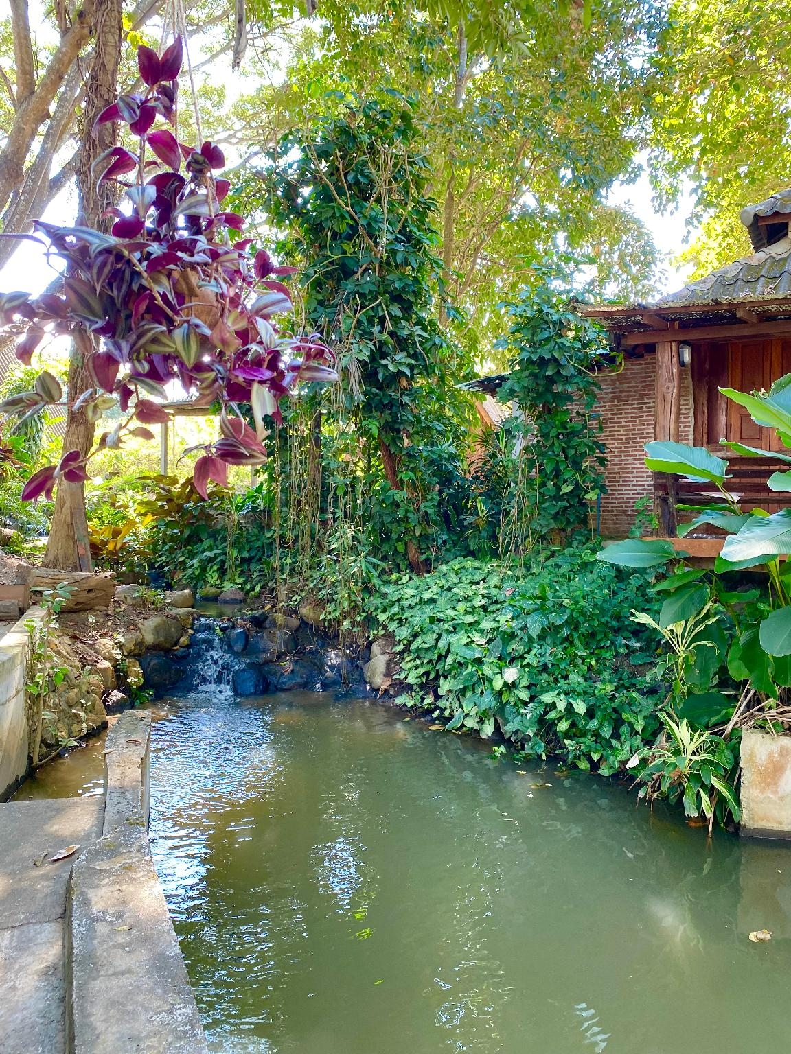 สวนดอย ชายา รีสอร์ต (suandoi shaya resort)2