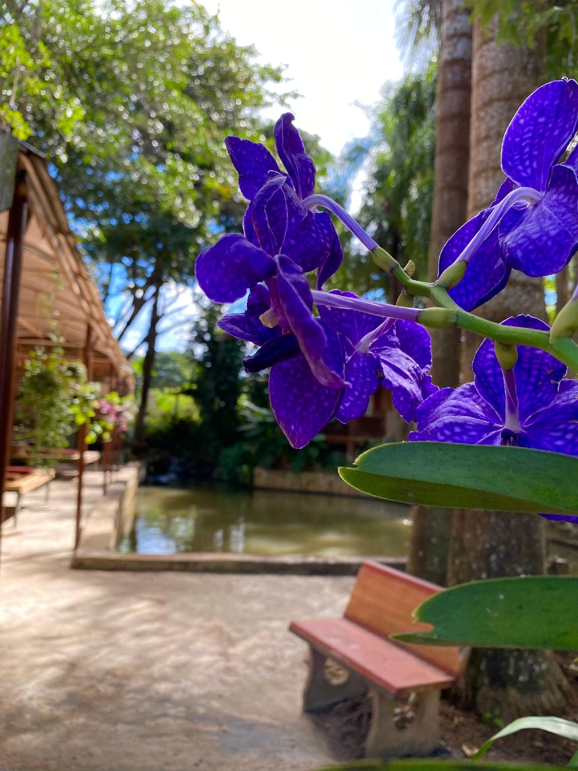 สวนดอย ชายา รีสอร์ต (suandoi shaya resort)4
