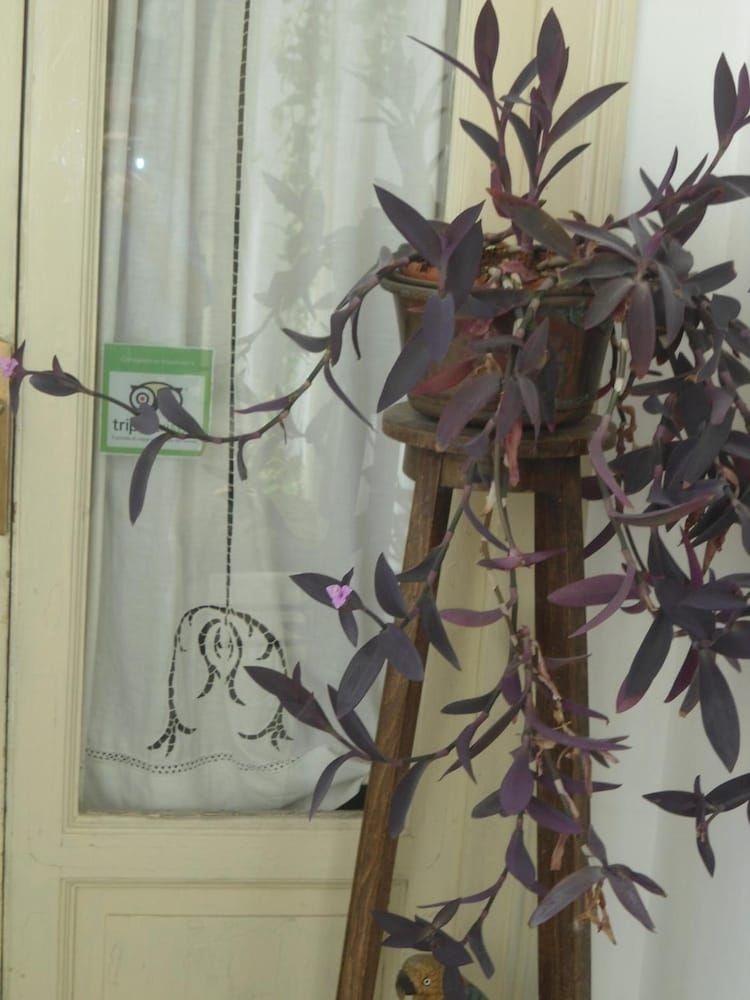 Rosella Bianchi4