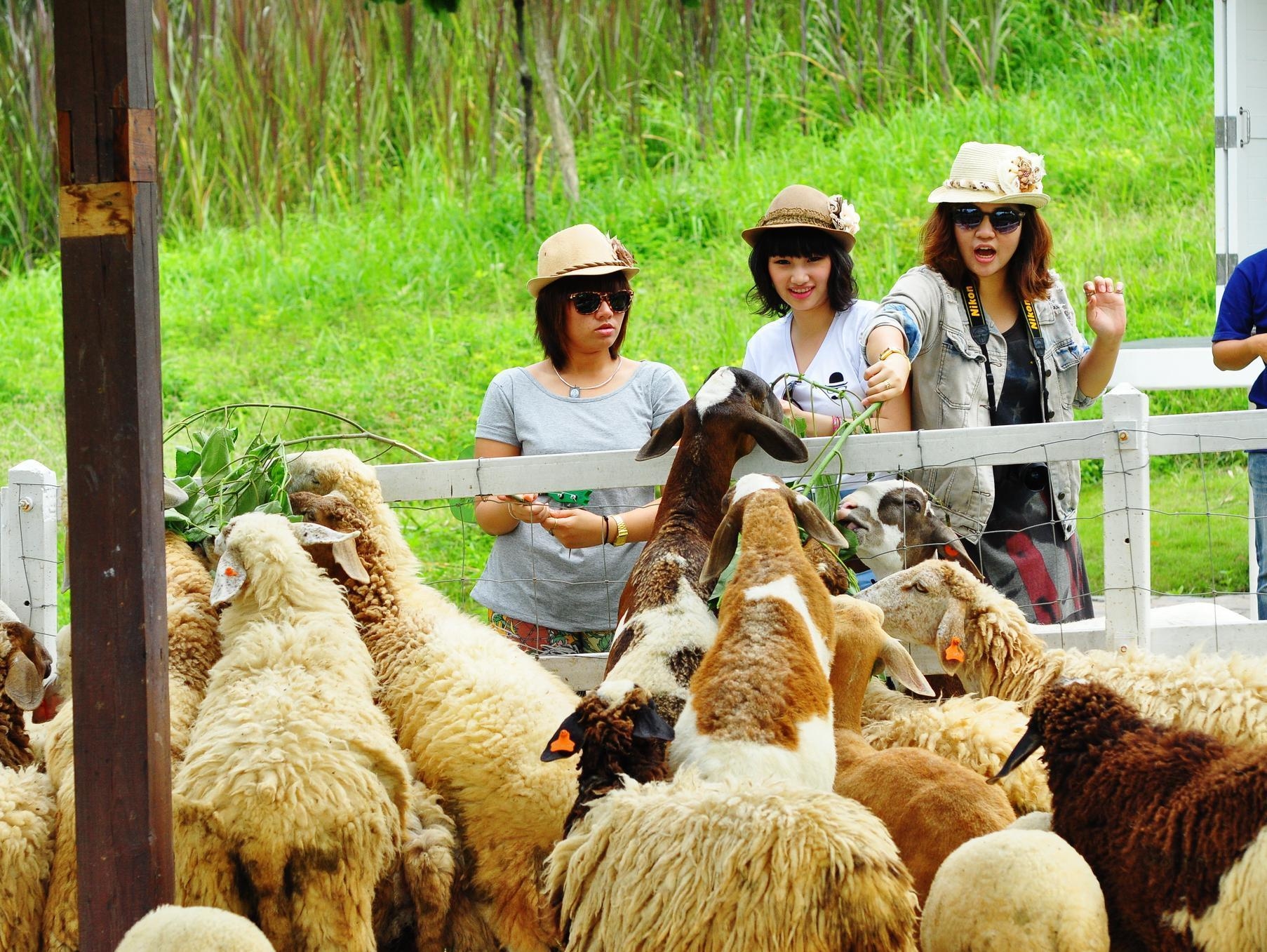 อริสโต ชิค รีสอร์ท แอนด์ ฟาร์ม (Aristo Chic Resort and Farm)1