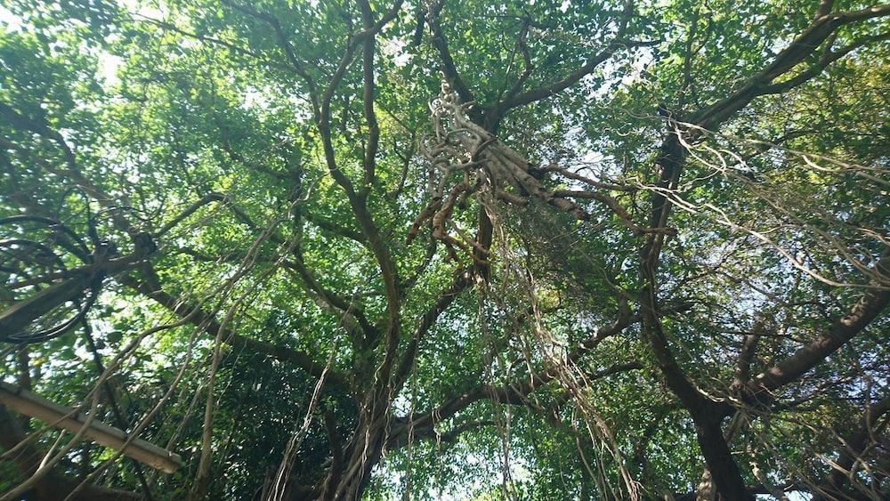 Banyan Tree Yoga0