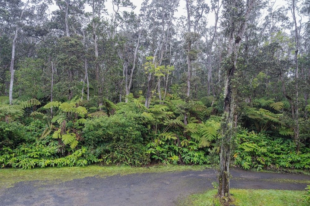 Volcano Forest Inn4
