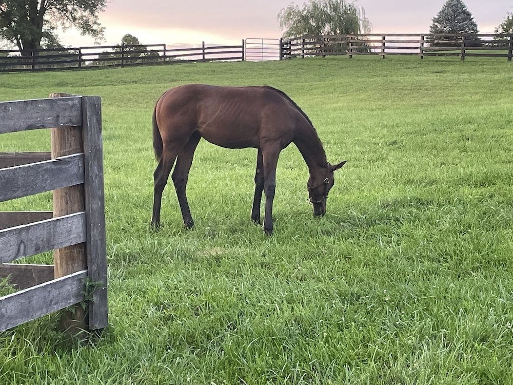 Pillow and Paddock B&B3