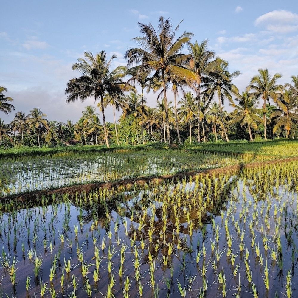 Les Rizieres Lombok4