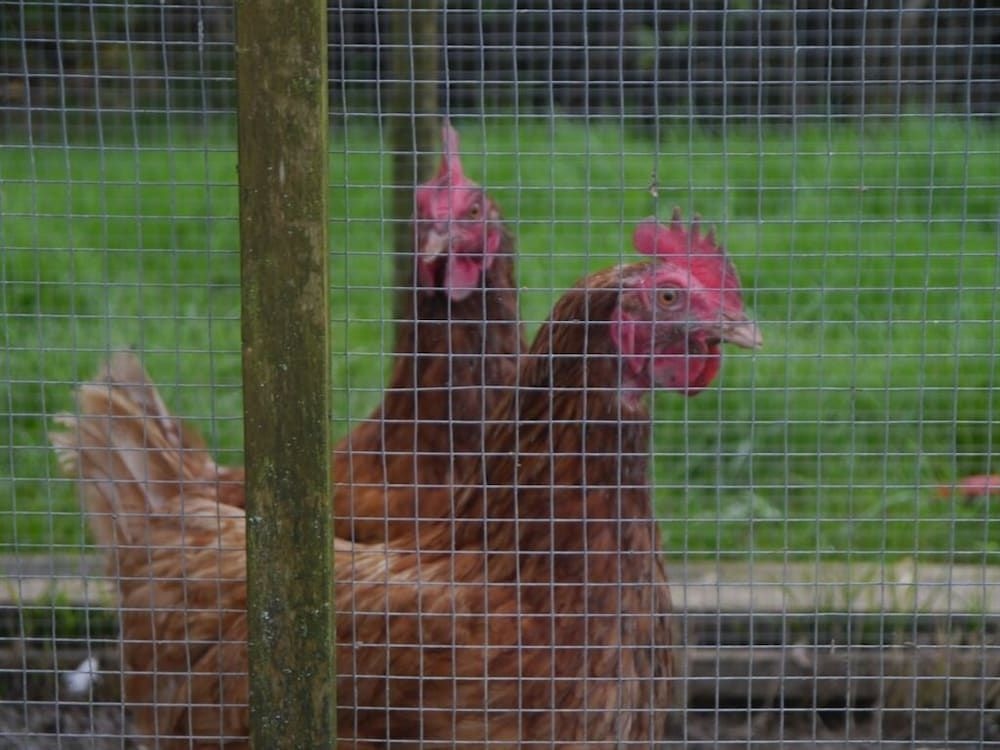 Hurst Farm2