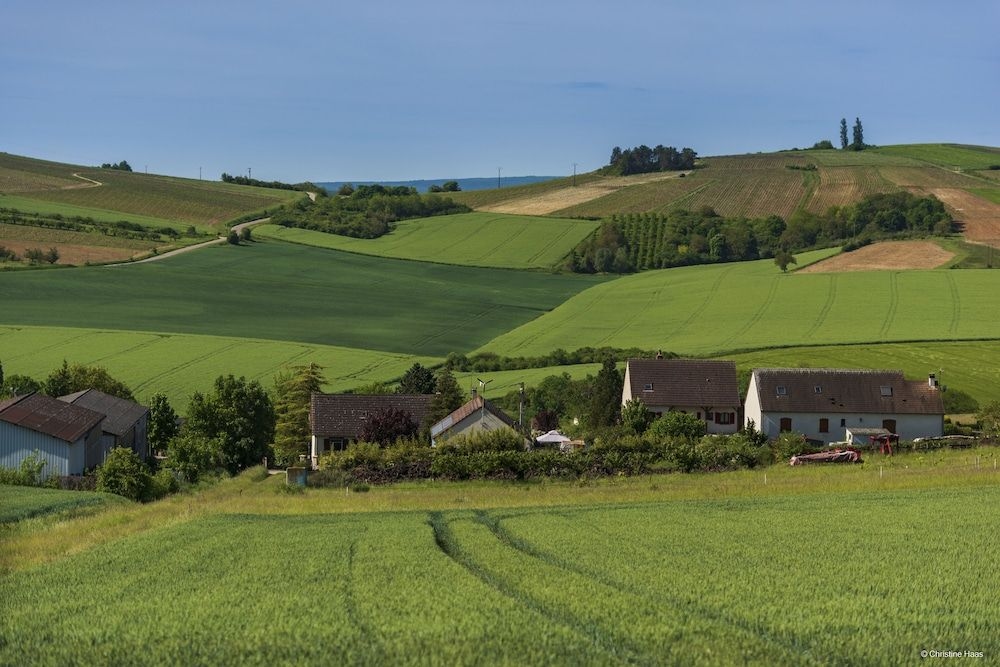 Cerise Auxerre3