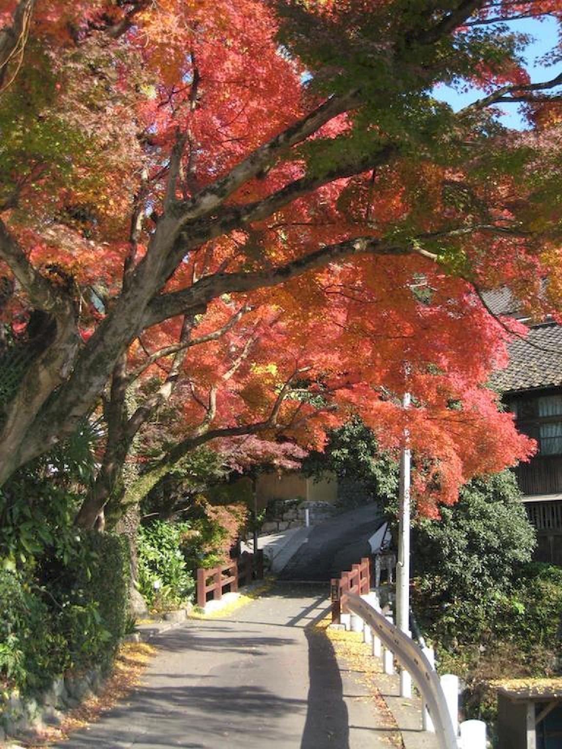Akizuki Spa Ryokan Seiryuan1