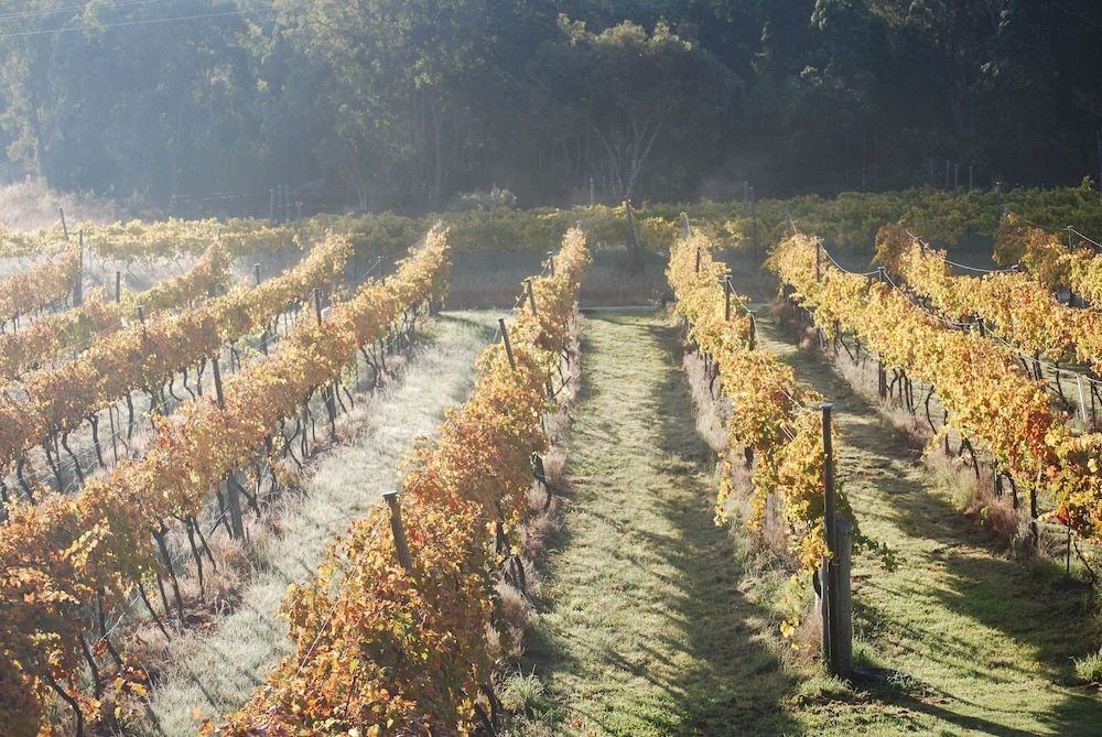 Twisted Gum Vineyard Cottage1
