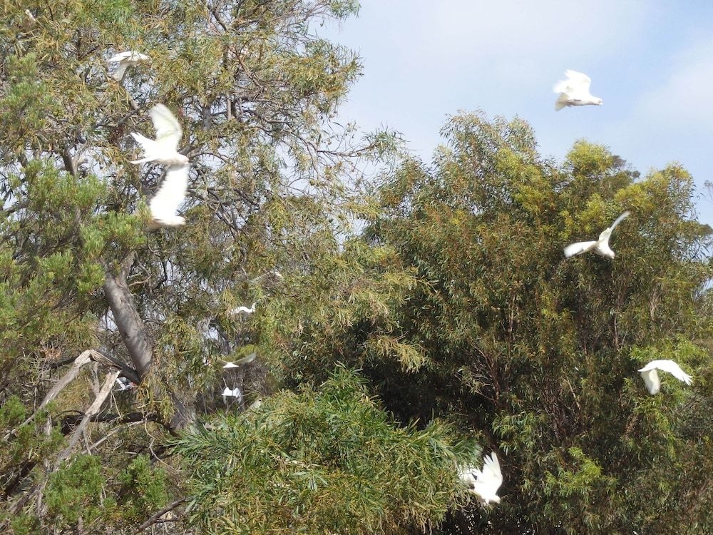 Gilligan's Kangaroo Island4