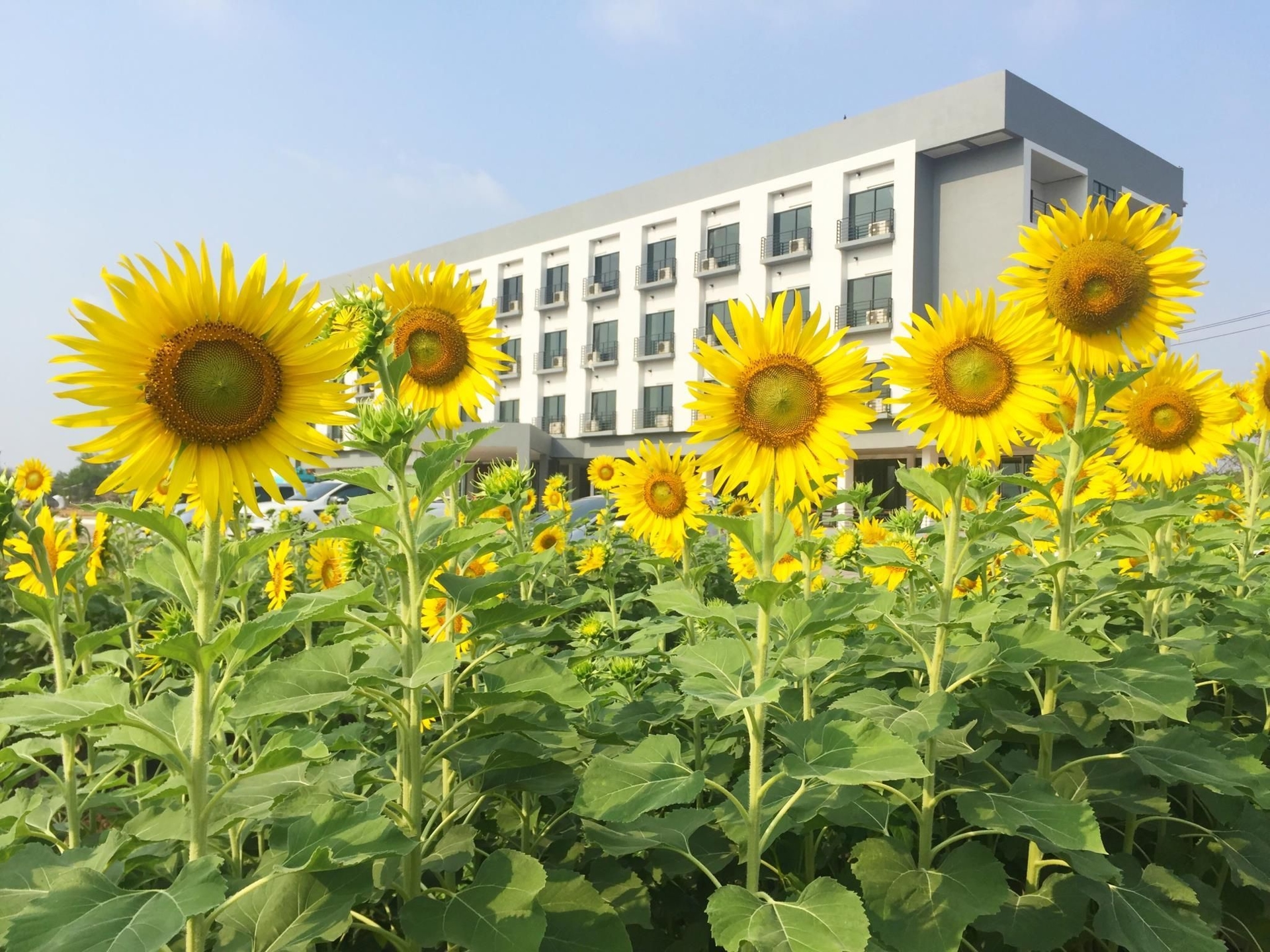 โรงแรม เดอะ เนส พิจิตร (The Nest Hotel Phichit)3