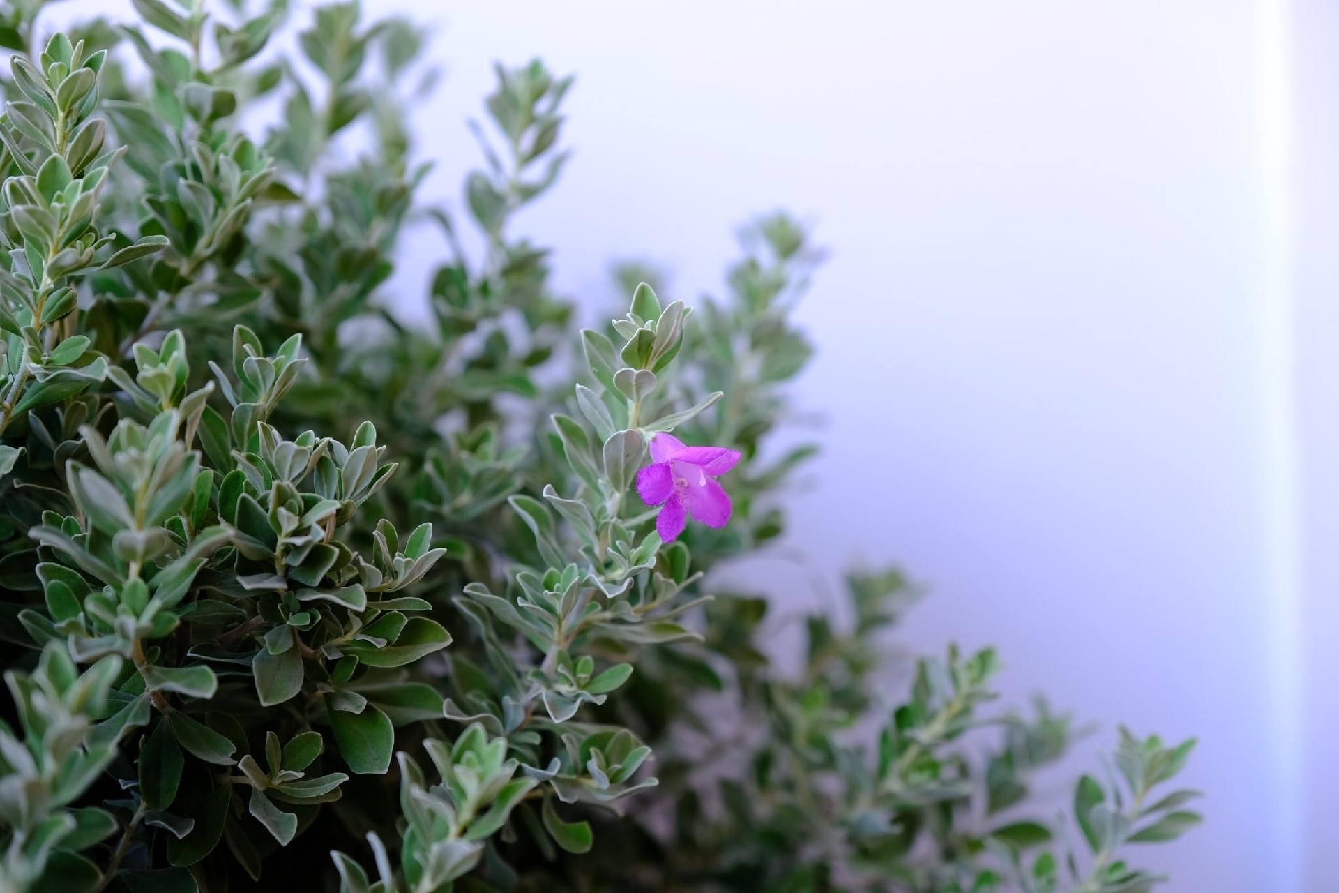 ทัยธารา เชียงคาน (Thaitara Chiangkhan)4