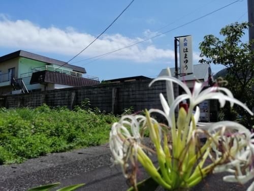 ฮามายู (Hamayuu)0