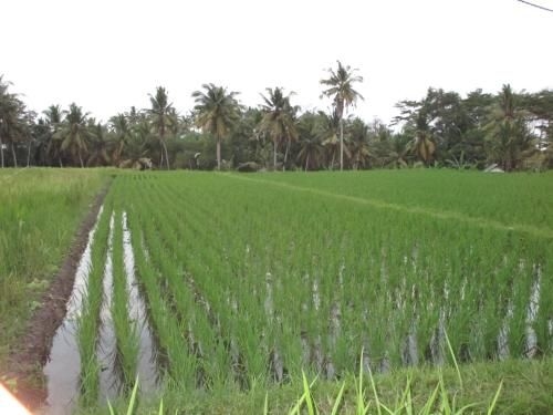 Ancut Sari in the rice fields Room 1 & AC1
