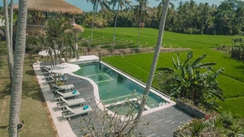 Coco verde bali0