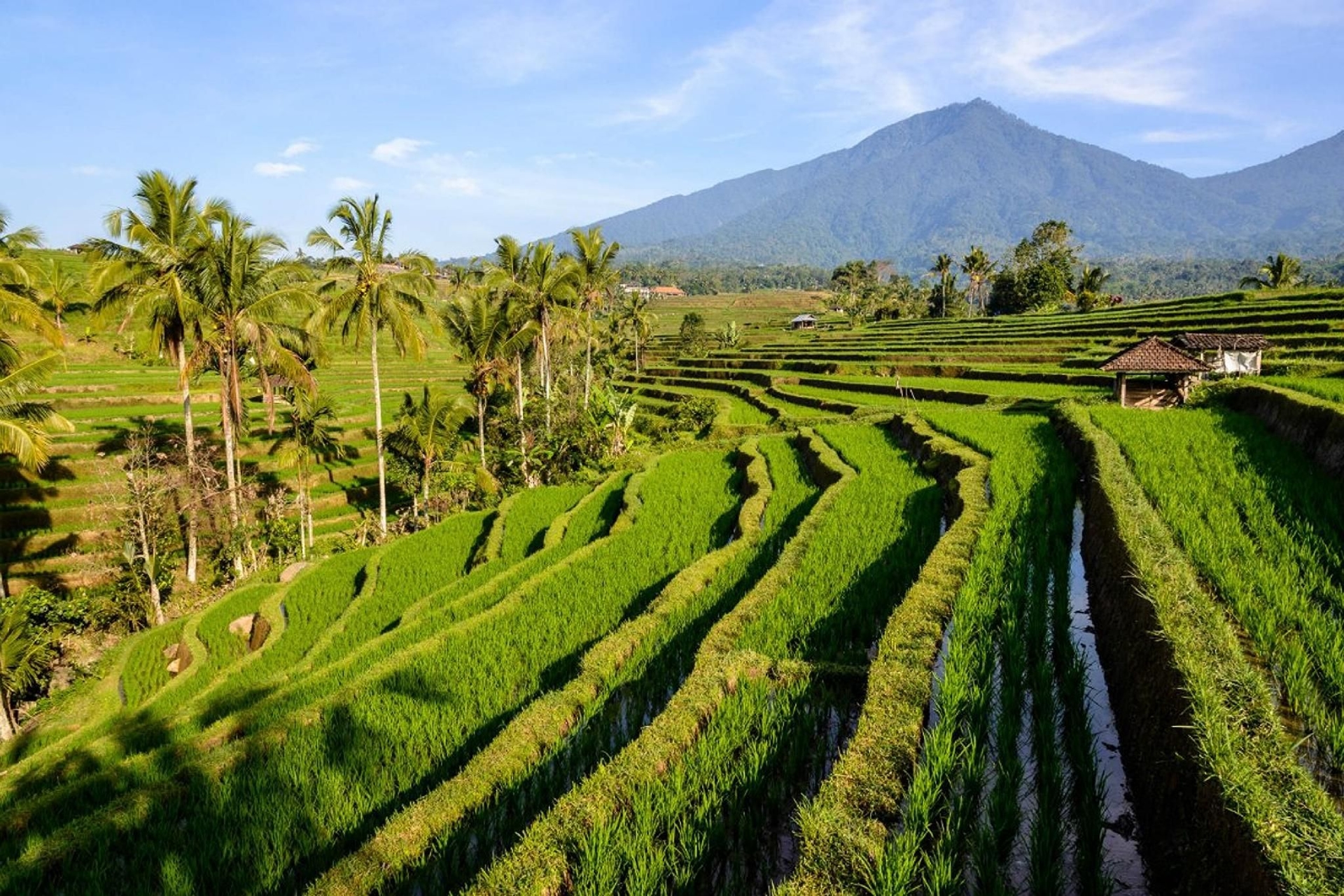 KTS - Kubu Tepi Sawah4