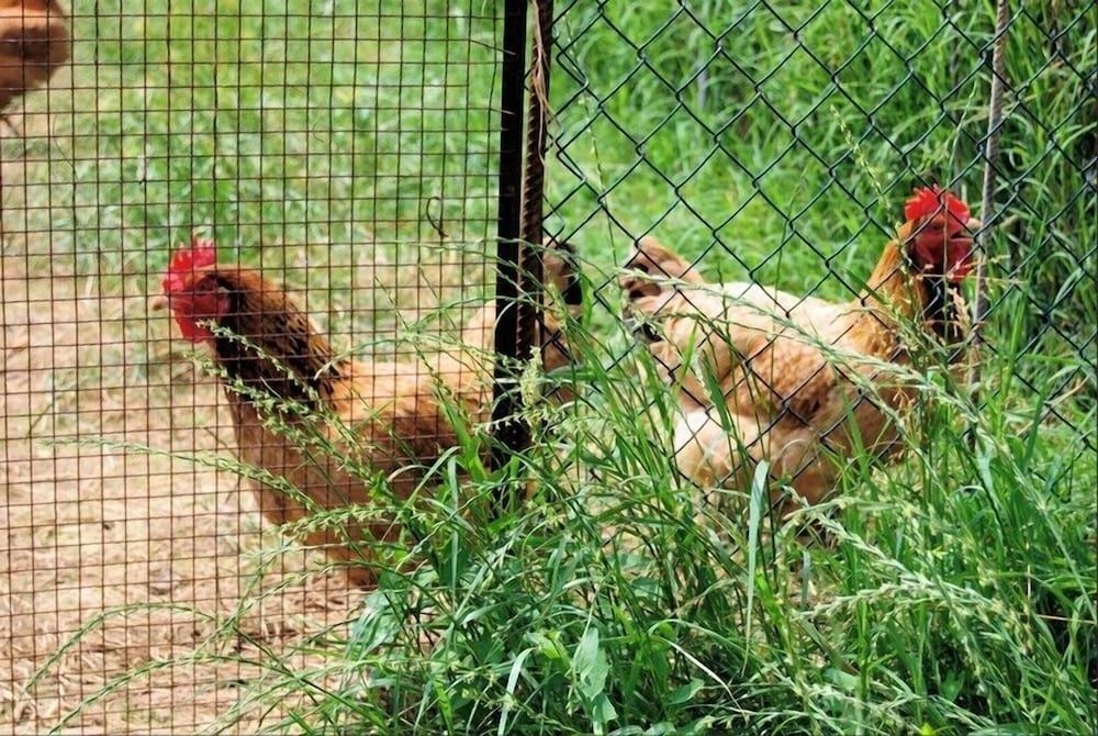 Agriturismo Il Melograno1