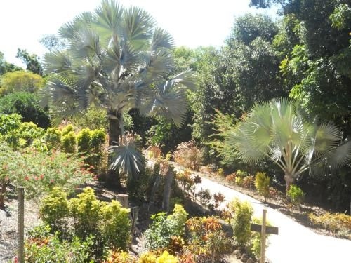 Licuala Lodge4