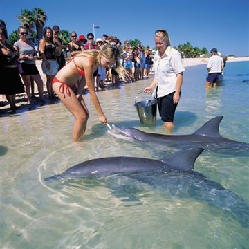 Monkey Mia Dolphin Resort4