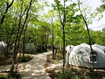 Regina Forest2