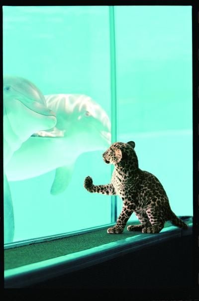 The Mirage Hotel & Casino3