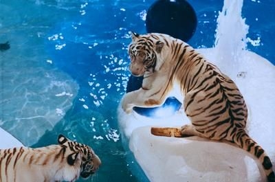 The Mirage Hotel & Casino0