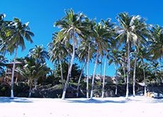 Anda White Beach Resort4
