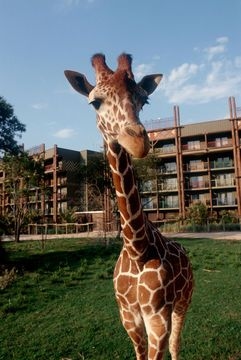 Disney's Animal Kingdom Villas0