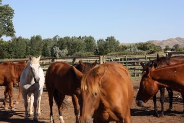 RANCH UCROSS2