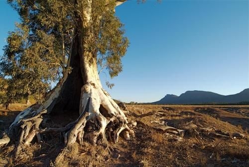 Wilpena Pound Resort4