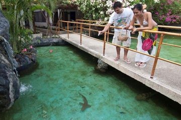 Maribago Bluewater Beach Resort4