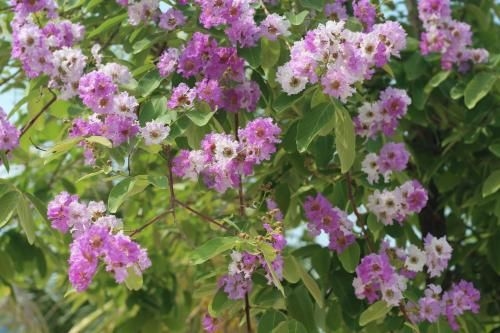 Rock Royal Hotel & Resort3