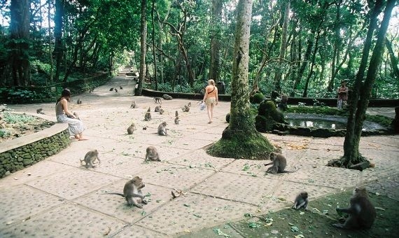 Komaneka at Monkey Forest Ubud0