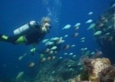 Scandi Divers0