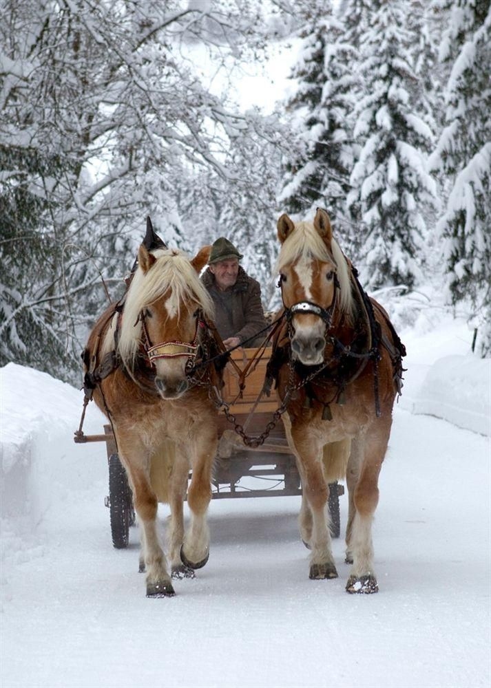 Bergwald2